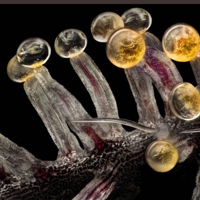 Nock71195534's profile picture. Prodigy account ?
Do Your own DD. Not a Financial advisor.