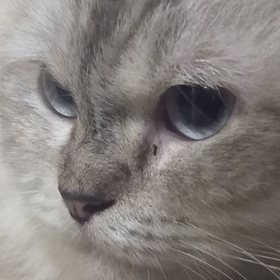 martabakdaging's profile picture. ang