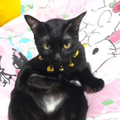 PhongtapP's profile picture. 