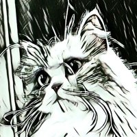 麒麟さん (@ryo_ma_1231) 's Twitter Profile