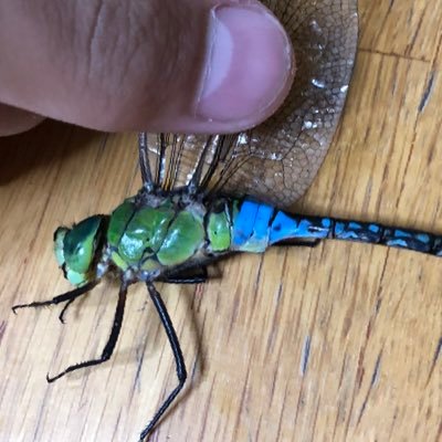 Dragonfly Hunterさんのプロフィール画像