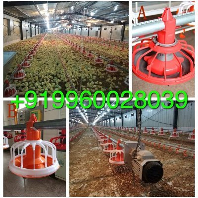 We supply all types of EC POULTRY Ecpoultry House And Poultry Equipments call/whatsapp +919960028039