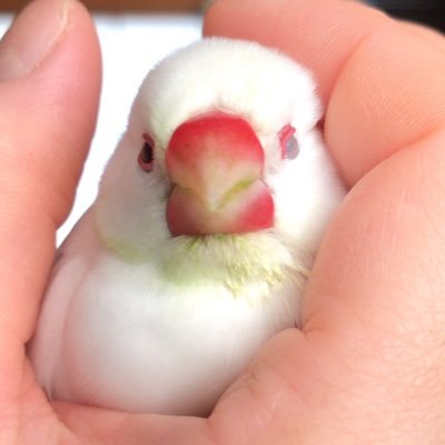 2017年1月28日白文鳥ごまさん♀お迎え。 ごまさんと両思い。2人して時々愛が重い。 主にごまさん、鳥関係、トレーニング、ダイエット、食べる事呟いてます。ダイエット中につき食への渇望強め。