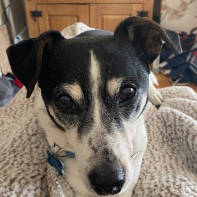 My name is Jack I’m a jrt, I’m 16,I love to go on walks and bark at nothing , I’m a rescue dog and have lived with my hoomums for 15 and a half yrs