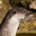 i'm so sorry for being horny please forgive me (@otterconfidence) Twitter profile photo i'm so sorry for being horny please forgive me (@otterconfidence) Twitter profile photo