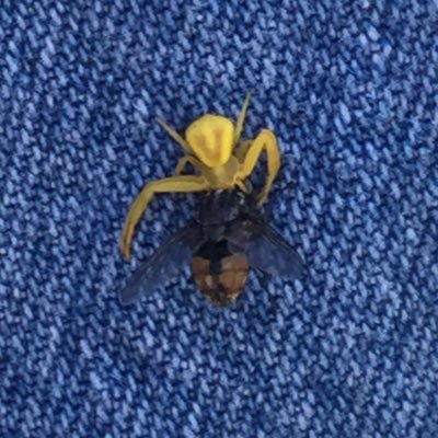 of_cato's profile picture. 