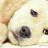carentes's profile image