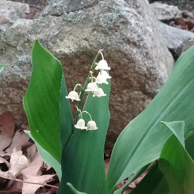 glotook's profile picture. 