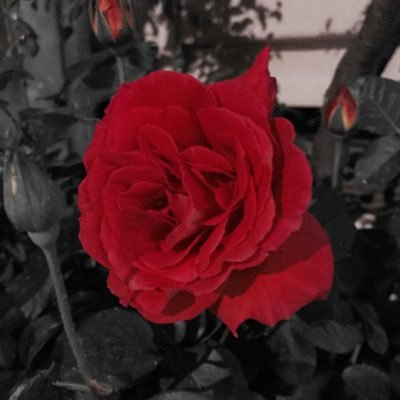 모비🥀さんのプロフィール画像