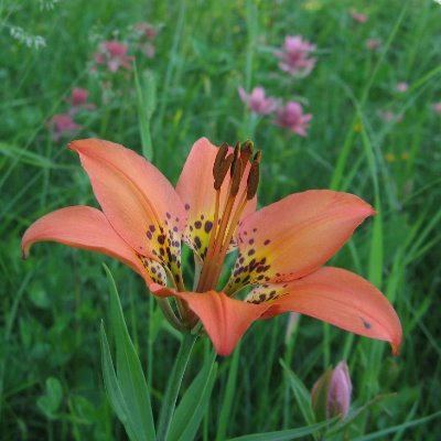 andreadesroches's profile picture. Research coordinator @USask, @USask and @BrockUniversity alumnus. Mindfulness facilitator trained through @MindfulBrown.