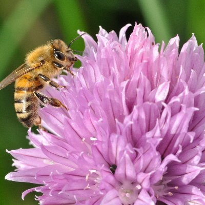 RasheedahNasir's profile picture. Often called "MsBusyBee"