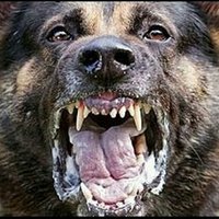 bravorex...🕇🕇668.220 MIL MORTOS POR COVID-19🕇🕇 (@bravorex5) 's Twitter Profile
