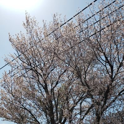 多発性骨髄腫の父の余命宣告を受けました
父と認知症祖母、旦那と3歳息子、0歳娘3世帯での生活の主に父の闘病戦記と祖母との戦い(愚痴)になりますのでご注意ください。同じ境遇の方は是非ご一緒に、ただの愚痴なので過度なアドバイスはご遠慮していただけると幸いです。