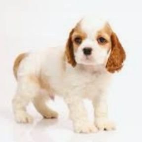 QQuattoro's profile picture. Hi there !!
I will post various things