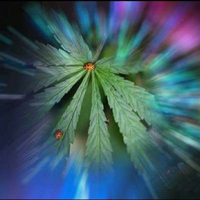 Ladybudz55's profile picture. Prop 71& Prop 81 Education- Nothing For Sale.

 In SWDC #wharf #navyyard #nationalsstadium. 🎁🍄🌲💨