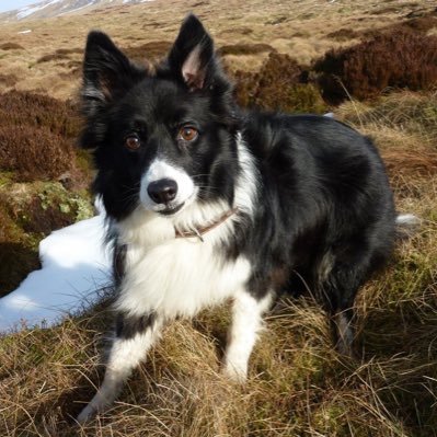 Collie obsessive. Mum to beautiful Bramble who filled my heart with joy for 17yr, then Little Meggie who I lost aged 16. Life is empty without a collie.