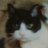 jioid's profile image