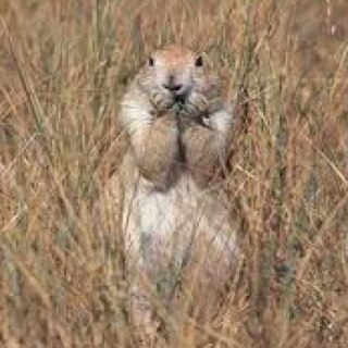 56987401's profile picture. Distinct prime square #Country boy, #Canadian #Calgarian #Christian #Conservative, #Canucks hater & #CountryMusic fan. I follow bk real people & block spammers