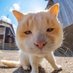 El Gato (@syahrulez666) Twitter profile photo El Gato (@syahrulez666) Twitter profile photo
