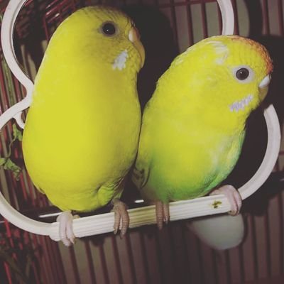 UmaSen61105344's profile picture. cuteness overload 😍