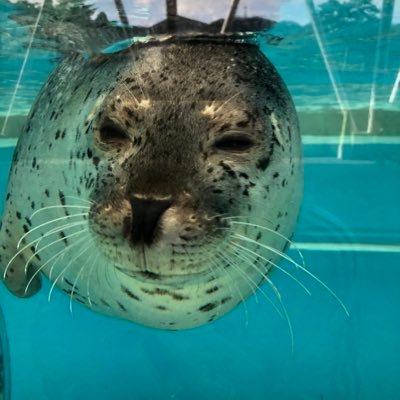 AFt0ZLPFZwUkvun's profile picture. たまに🔑