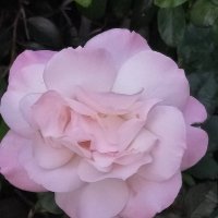 LD Faculty (@ldtwang) 's Twitter Profile Photo