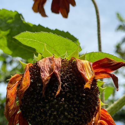 Kuaily1's profile picture. I'm 31 years old