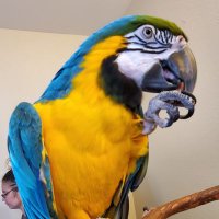 The_OzTv (@the__ozontwitch) 's Twitter Profile