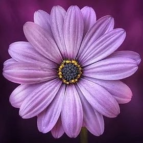 Mina7815's profile picture. 