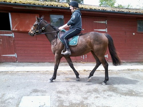 paddyoshea1's profile picture. Works with Horses, manager, Dorset.