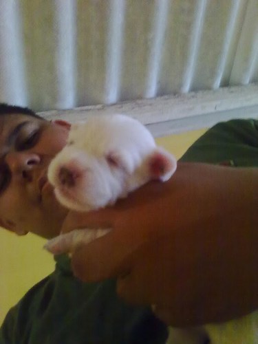 Adoro ,,,,,,,, VC,,,,,,,