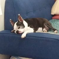 bay_kattsu3 (@bkattsu) 's Twitter Profile