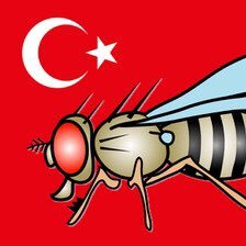 Droso4Turkey, an initiative inspired by @ManFlyFacility to support fly research by advice, training, opportunities for collaboration @acelik100 @hdevelioglu651