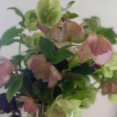 TMLOVELY's profile picture. 2016年8月ロームスカラシップコンサート以来の反田恭平さんファン🎹❤
気まぐれに呟いていましたが2022年8月から「見る専」に戻りました。時々いいねポチります。元気でやってます。