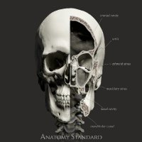 Anatomy Standard(@AnatomyStandard) 's Twitter Profile Photo