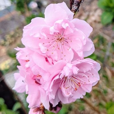 刹春華さんのプロフィール画像