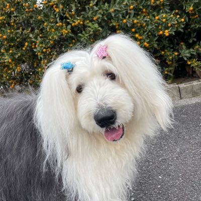 NpSjS0pADuLrKuu's profile picture. 