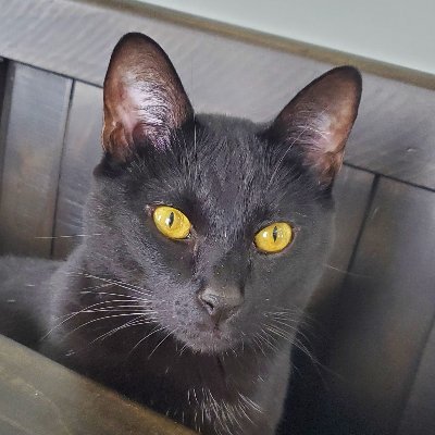 wayytoolostt's profile picture. Write content and take pictures of pets. Some of those things professionally.