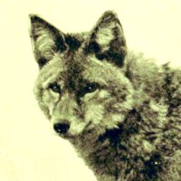 Hero Dog (@fullypsyched) 's Twitter Profile