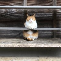 hiroki (@suzumotoh) Twitter profile photo