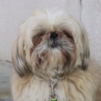 Manuel (@maifland) 's Twitter Profile