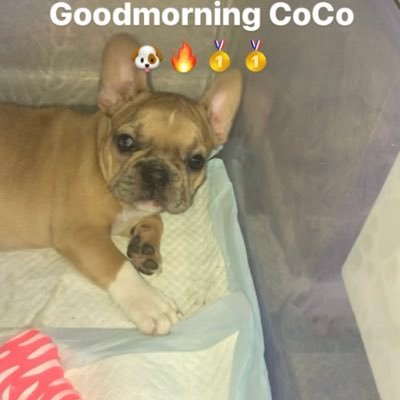 bckdoejoe's profile picture. Home of My tan Tri Coco 🔥!! Female Merle carrier Full ACK French bulldog puppies 🐶🐶 Owner : @bckdoe_joedc