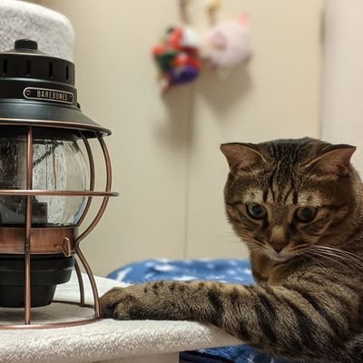 動物が大好きで、今は2匹のニャンズと暮らしています
F1はどーしても見たくて鈴鹿まで一人で行ったことも良い思い出(笑)
10数年スキューバダイビングにハマった後、登山を開始
夏休みに山を縦走していましたが、腕を(街中で)粉砕骨折したこともあり、2019年よりキャンプにハマり中
2021年より少しずつ登山も再開しました