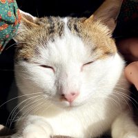 ナユタ/ﾅﾕﾀﾌｶｼｷﾞ (@nayuta_8383) Twitter profile photo