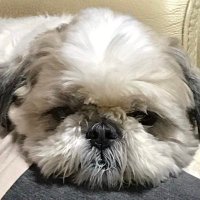 Yusuke ꐕ (@yusukemameo) Twitter profile photo