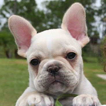 GSurprise(💙,🧡)💚🌙 ❤️ Memecoin Profile