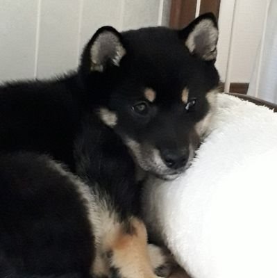 黒柴犬🐕とってもやんちゃでビビりな一面も可愛すぎる🐕デンちゃんですU^ェ^U