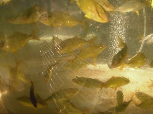 zaki_tomo11's profile picture. 三国志真戦60鯖のザッキートです。よろしくお願いします。