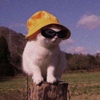 icebear/OPRESS APK PREMIUM,CV&JASPIN (@iceebearrrrrr_) 's Twitter Profile