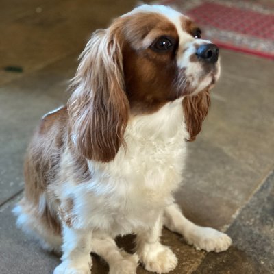 meggwam's profile picture.